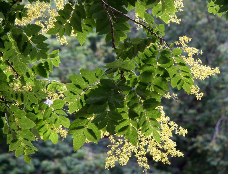 Golden Rain Tree Blossoms