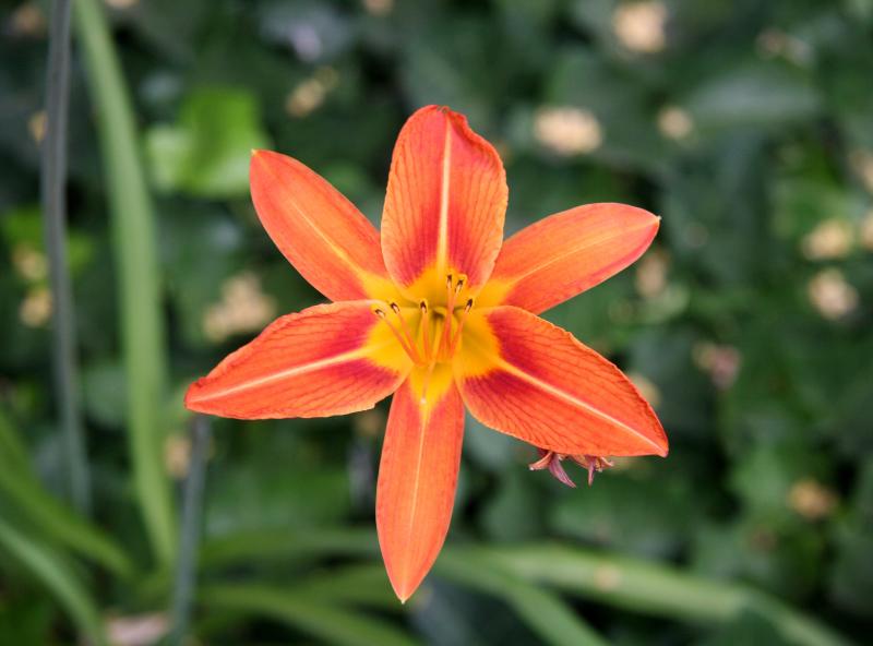 Day Lily