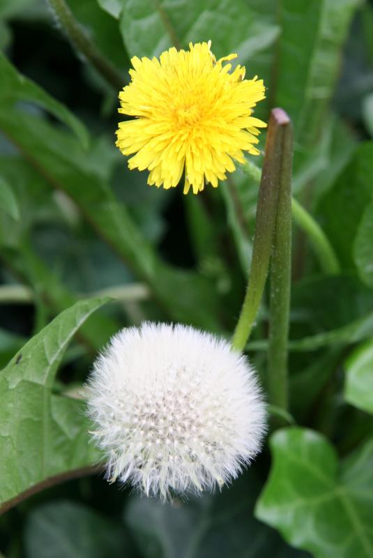 Dandelion Transitions