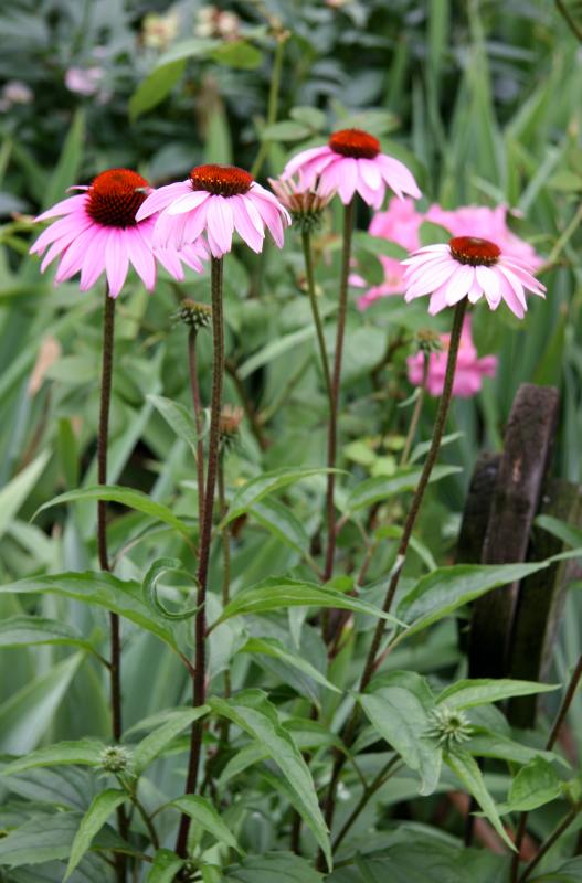 Echinacea