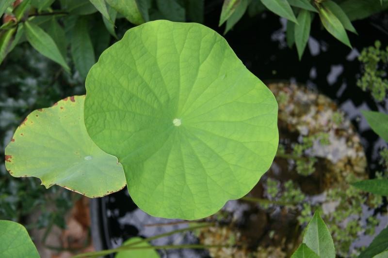 American Lotus or Nelumbo lutea