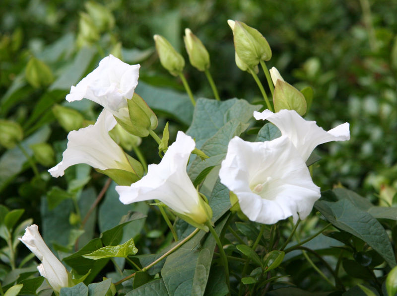 Morning Glories