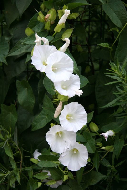 Morning Glories