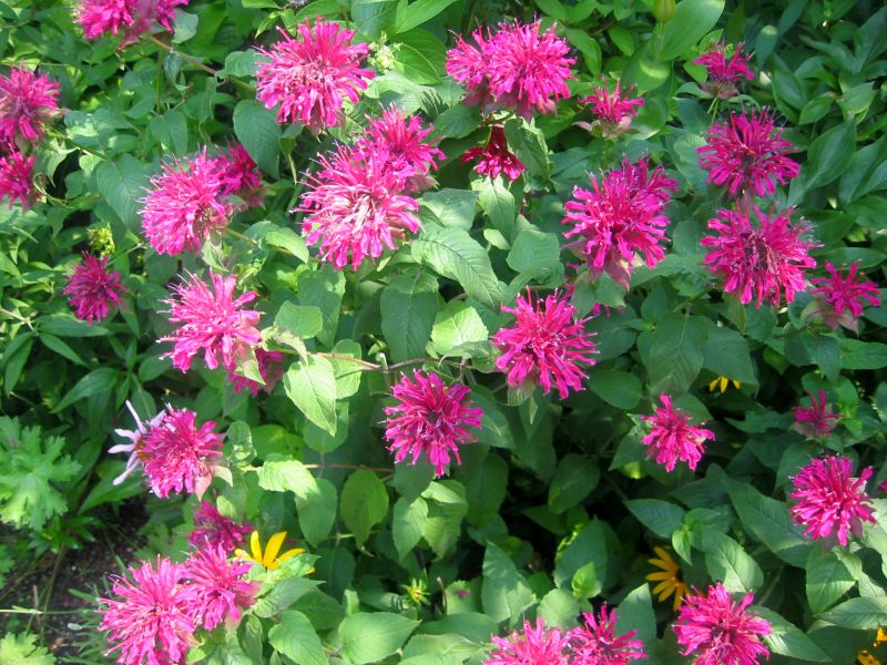 Bee Balm