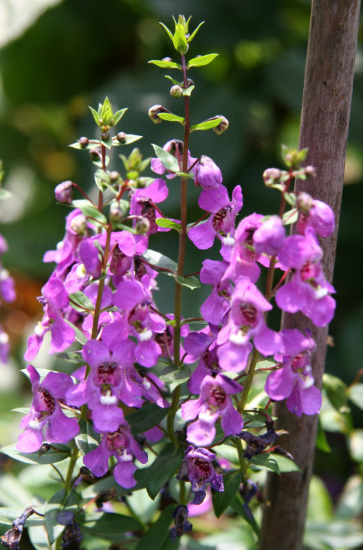 Angelonia