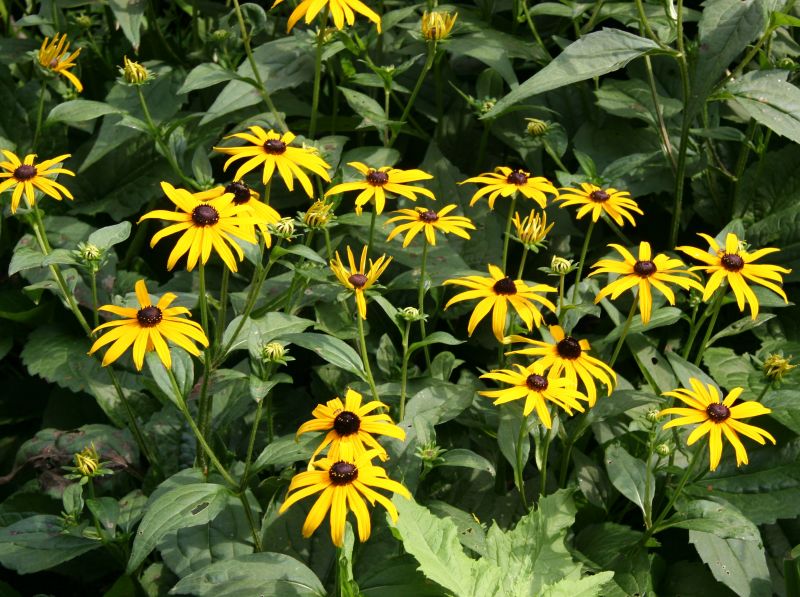 Blackeyed Susans