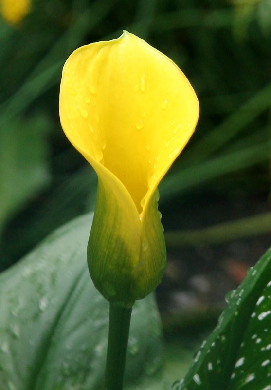 Yellow Calla Lily