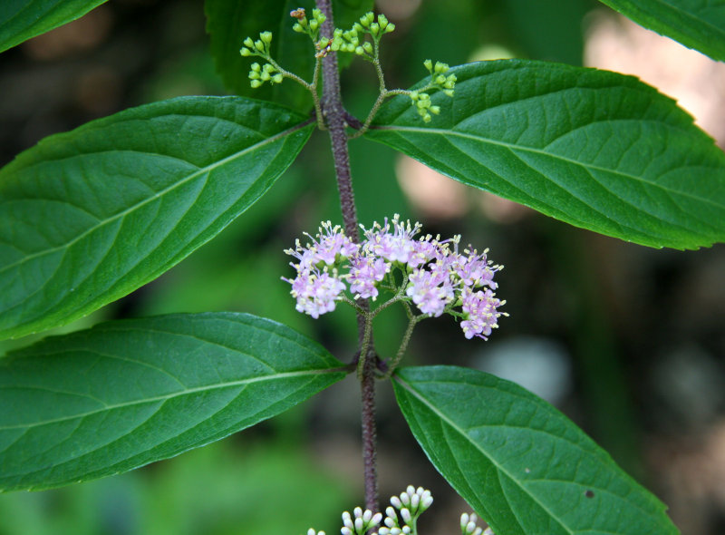 Beauty Berry Bush Blossoms