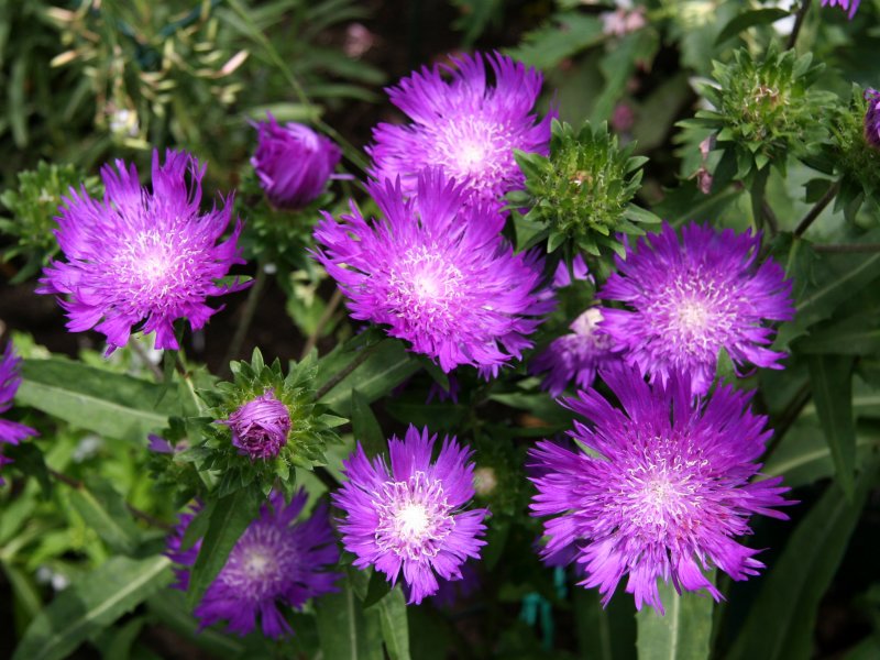 Stokesia - Stokes Aster