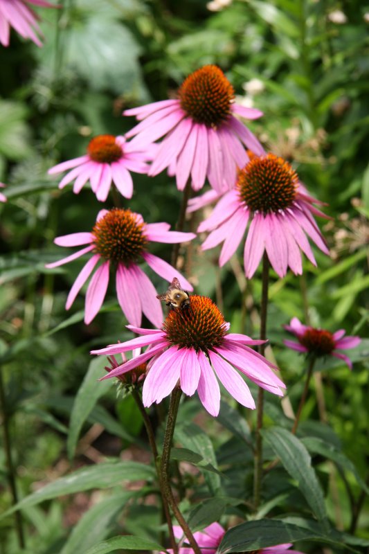 Echinacea