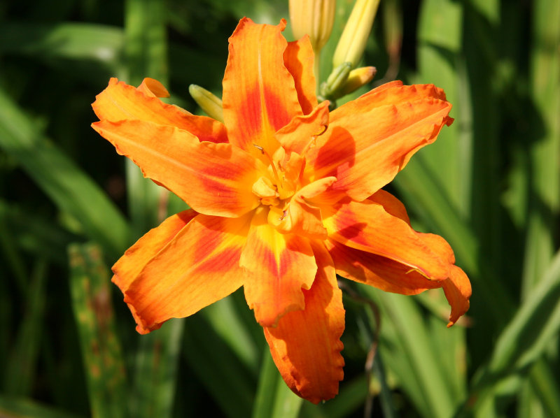 Day Lily