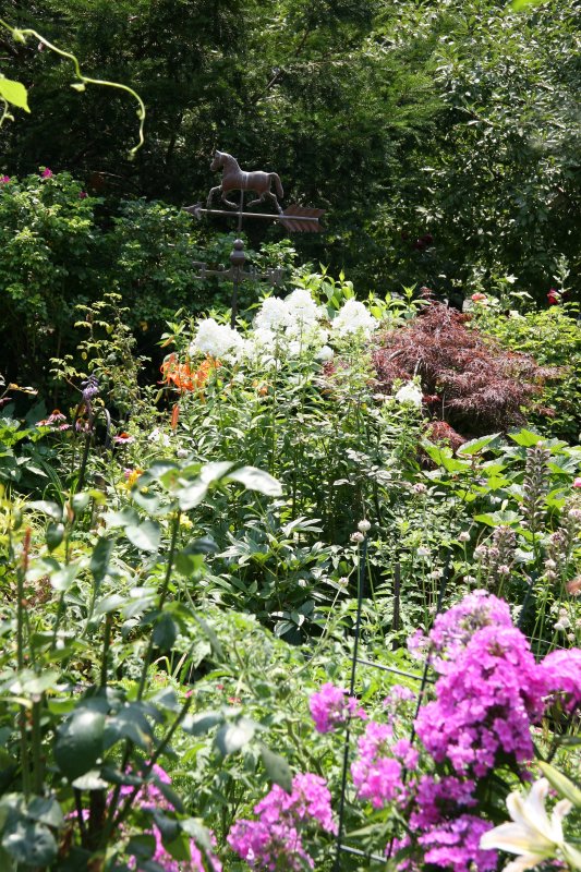 Garden View - Phlox