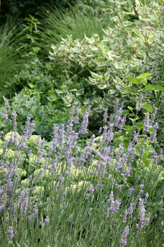 Lavender, Sedum & Dogwood