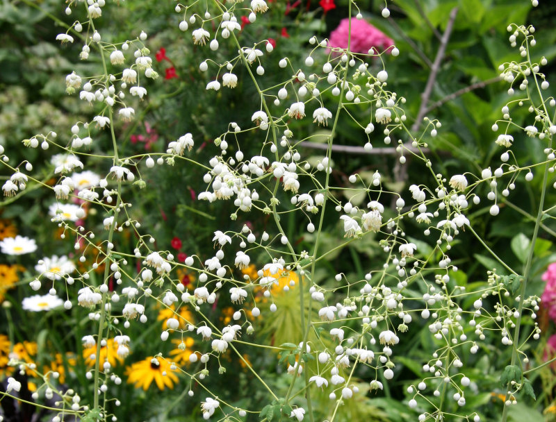 Thalictrum or Meadow Rue Screen