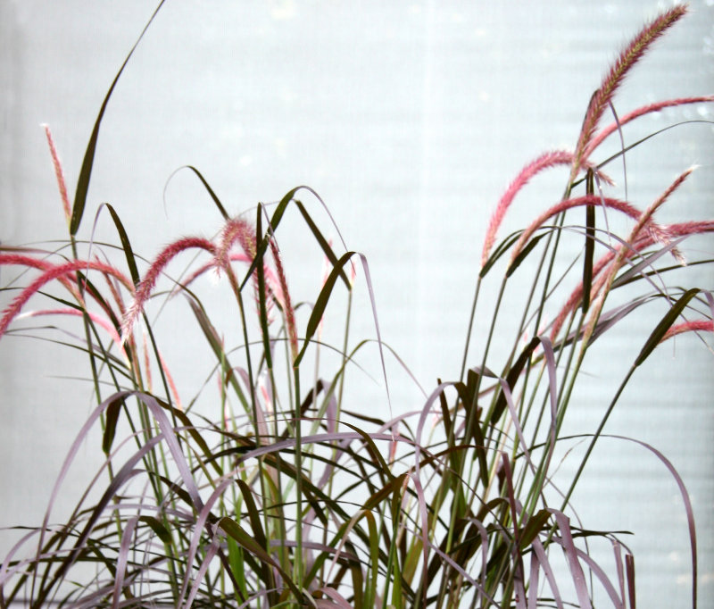NYU Sidewalk Garden - Grass
