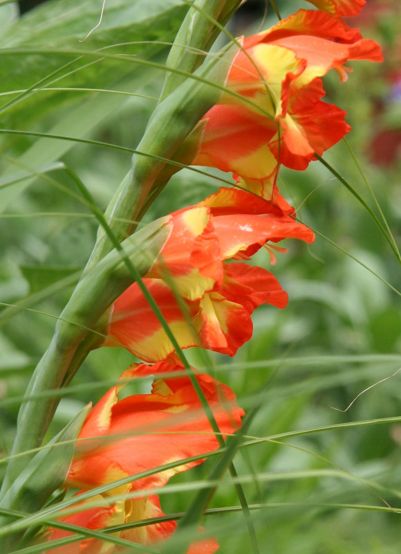 Gladiolus