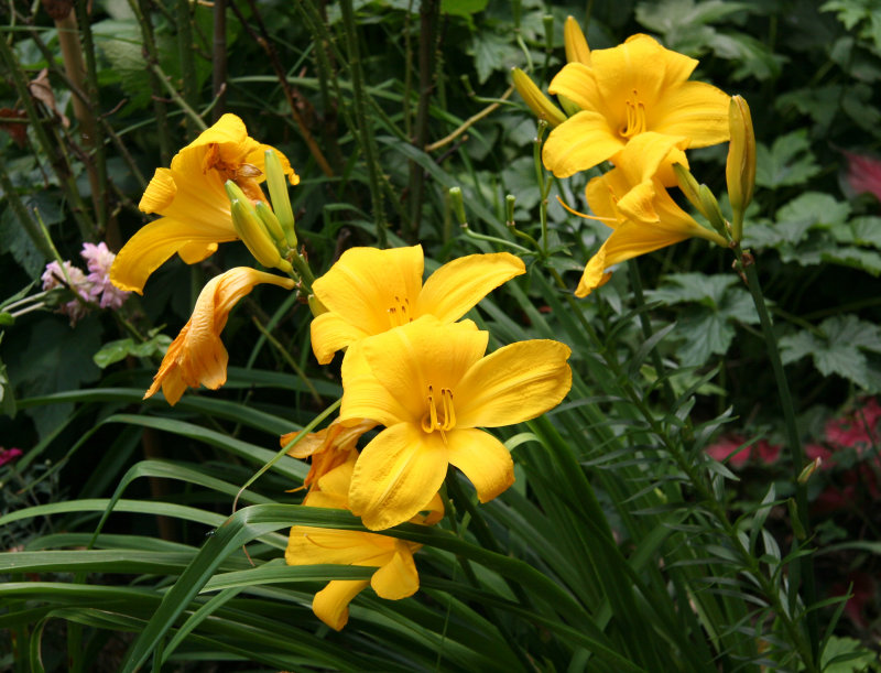 Lilies