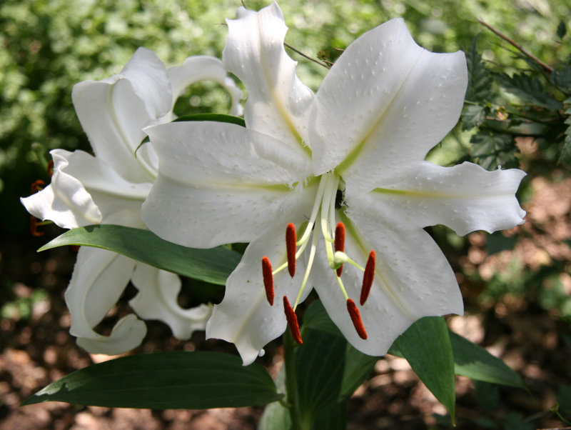 Casa Blanca Lily