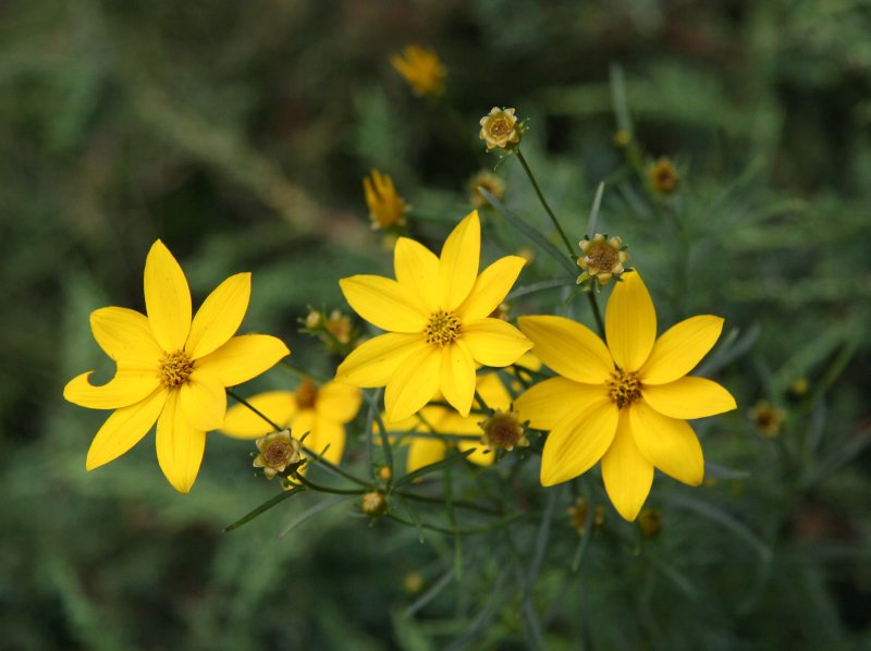 Coreopsis Aster