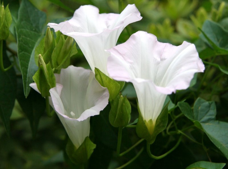 Morning Glory Blossoms