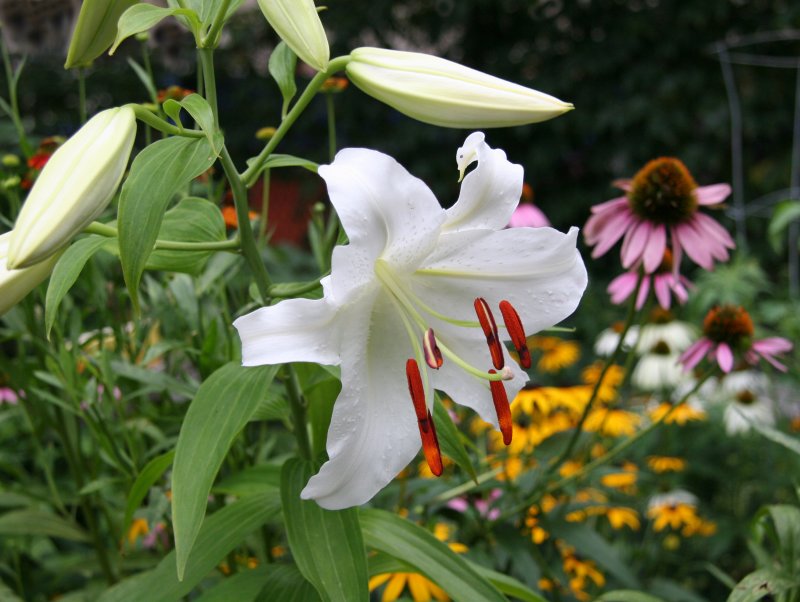 Casablanca Lily & Coneflowers