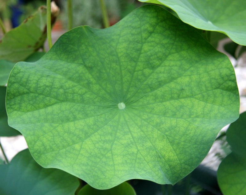 American Lotus or Nelumbo lutea
