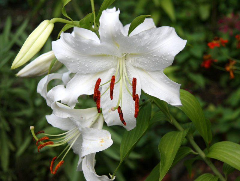 Casablanca Lilies