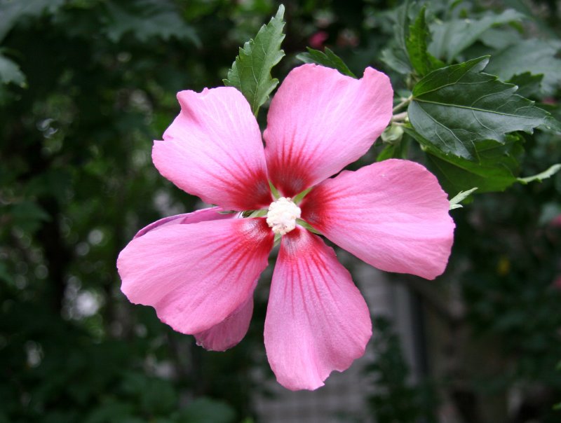 Hibiscus Blossom