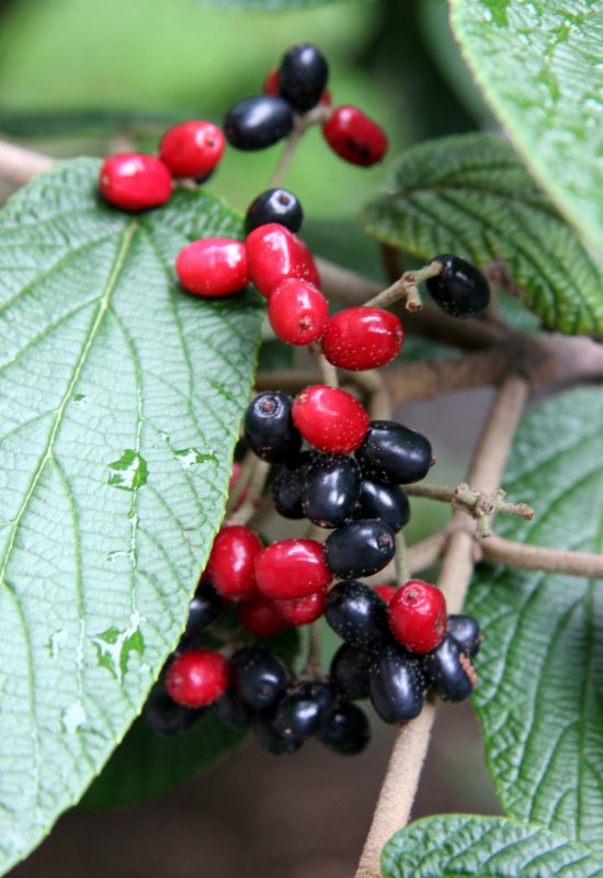 Viburnum Berries