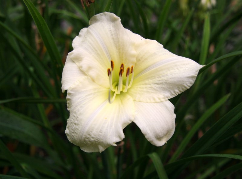 Lily