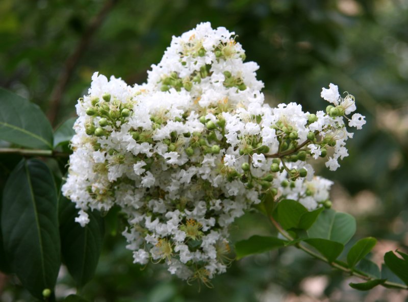 Crepe Myrtle Blossoms