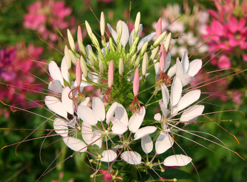 Cleome Blossoms after a Shower