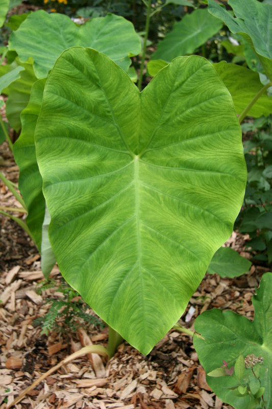 Elephant Ears