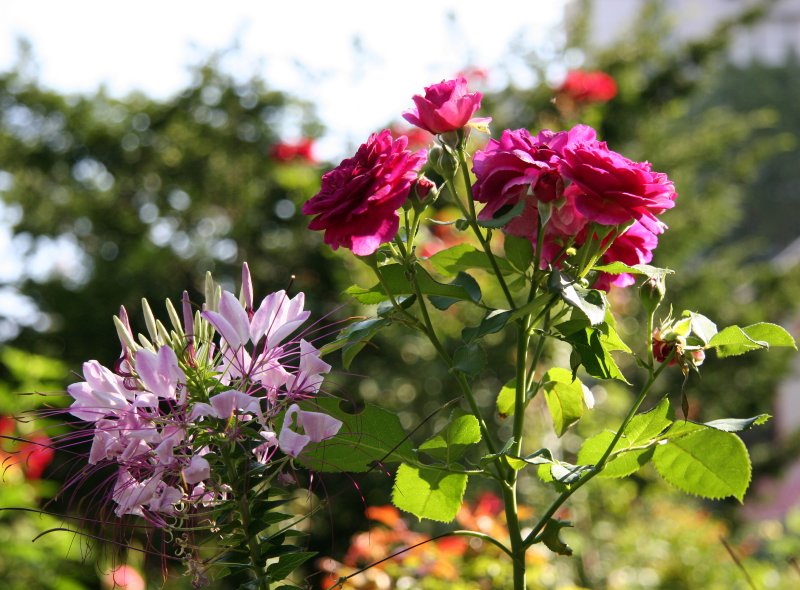 Cleome & Ebb Tide Roses