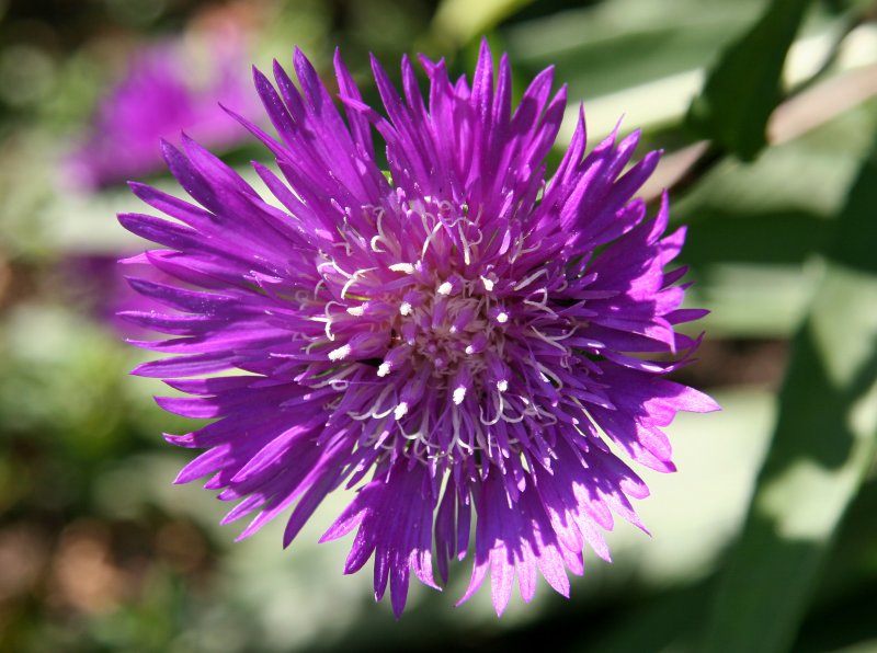 Stokesia
