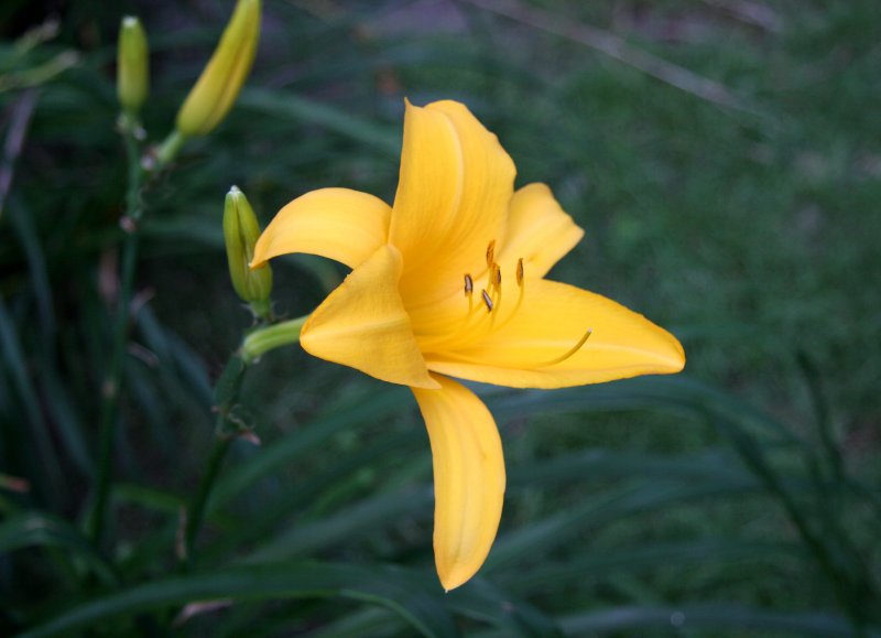 Yellow Lily
