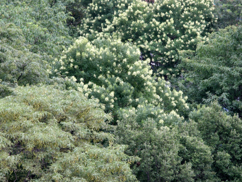 Scholar & Locust Tree Tops