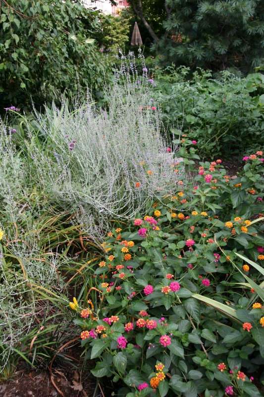 Lantana & Russian Sage