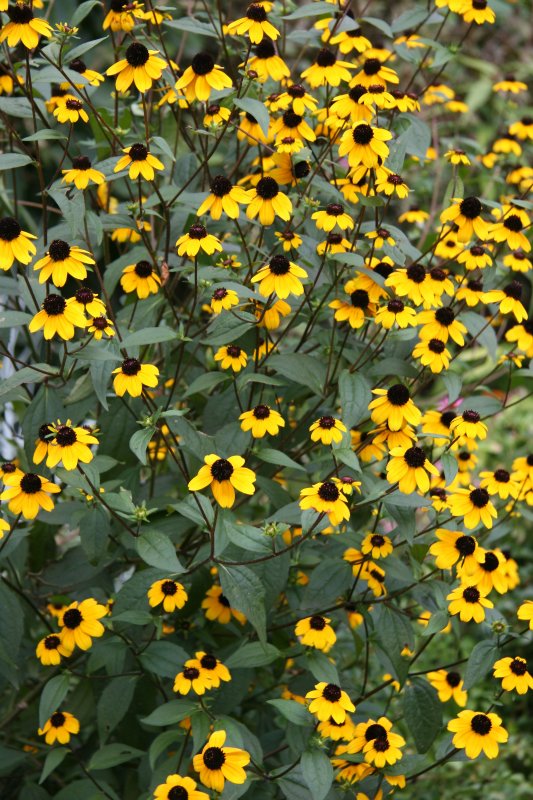 Blackeyed Susans