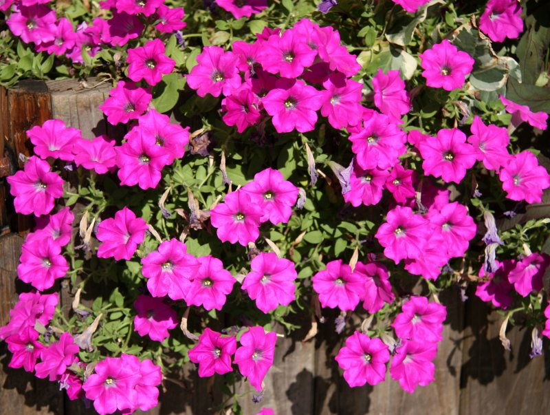 Petunias