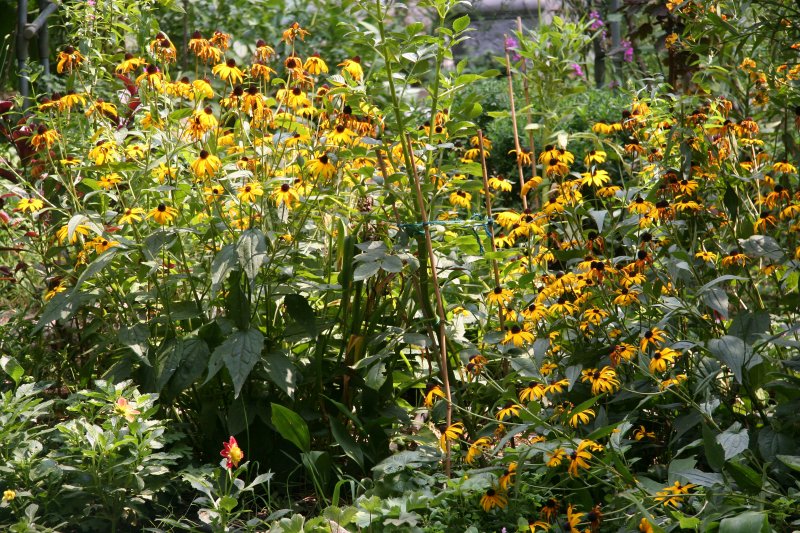 Blackeyed Susans