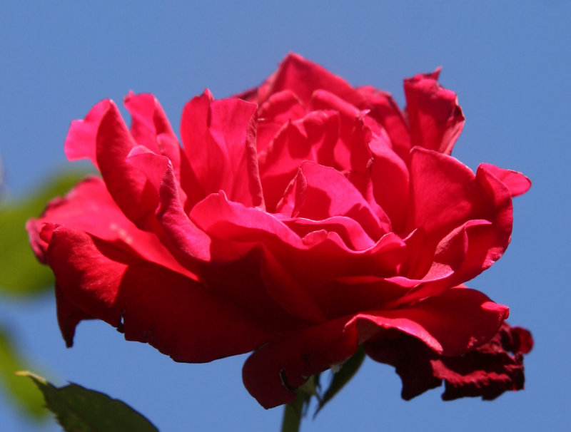 Don Juan Roses