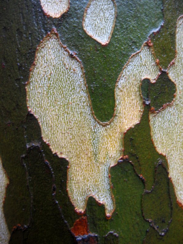Rain Soaked Sycamore Tree Bark