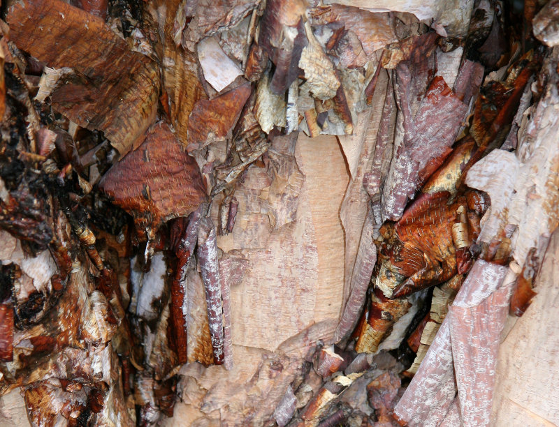 Birch Bark