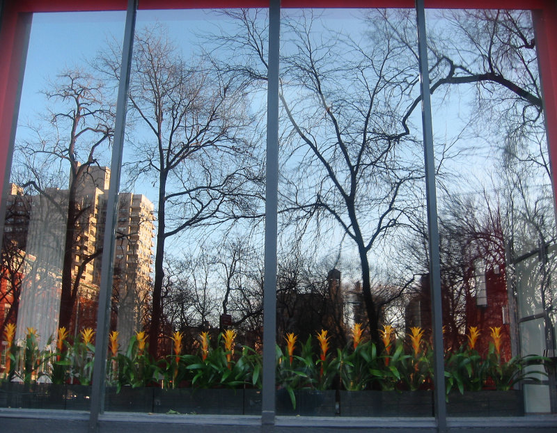 NYU Main Building Window Reflections & Torch Flowers
