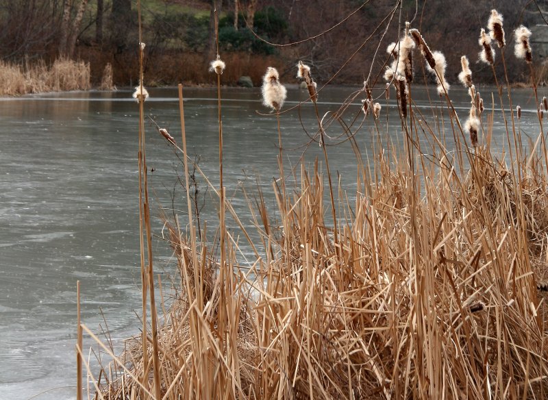 Turtle Pond Ice Shore & Cat Tail Patch