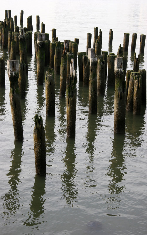 Pier Pilings