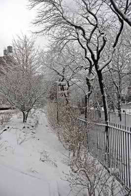 Snow Day - Forsythia Hedge Area