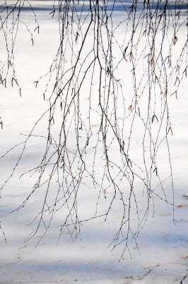 Willow Tree Branches at the Japanese Pond