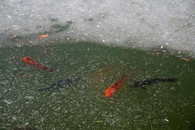 Koi in Frozen Japanese Pond